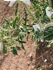 Argemone pleiacantha