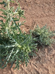 Argemone pleiacantha