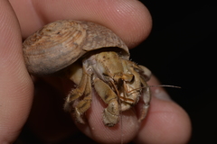 Coenobita variabilis