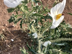 Argemone pleiacantha