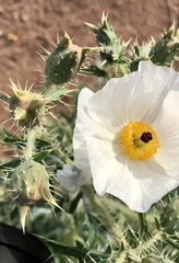 Argemone pleiacantha