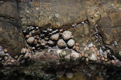 Scutellastra granularis