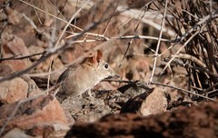 Elephantulus rupestris
