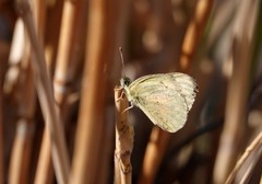 Colotis calais williami