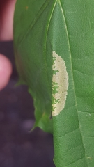 Phyllonorycter joannisi