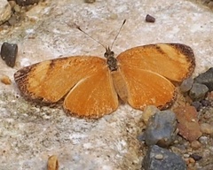 Tegosa anieta luka