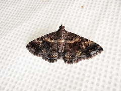 Toxonprucha repentis