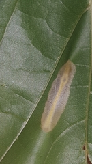 Phyllonorycter joannisi