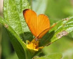 Tegosa anieta luka