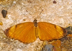 Tegosa anieta luka