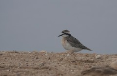 Charadrius pecuarius