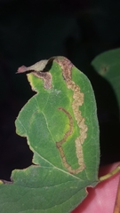 Aulagromyza hendeliana