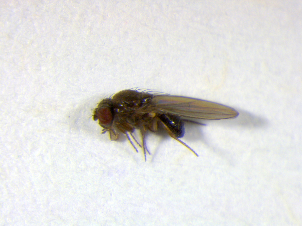 Drosophila helvetica