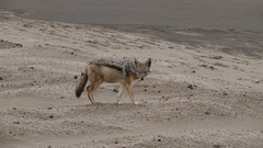 Lupulella mesomelas mesomelas