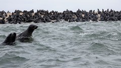 Arctocephalus pusillus pusillus