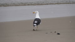 Larus dominicanus vetula