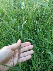 Phleum pratense