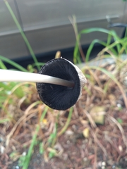 Psathyrellaceae
