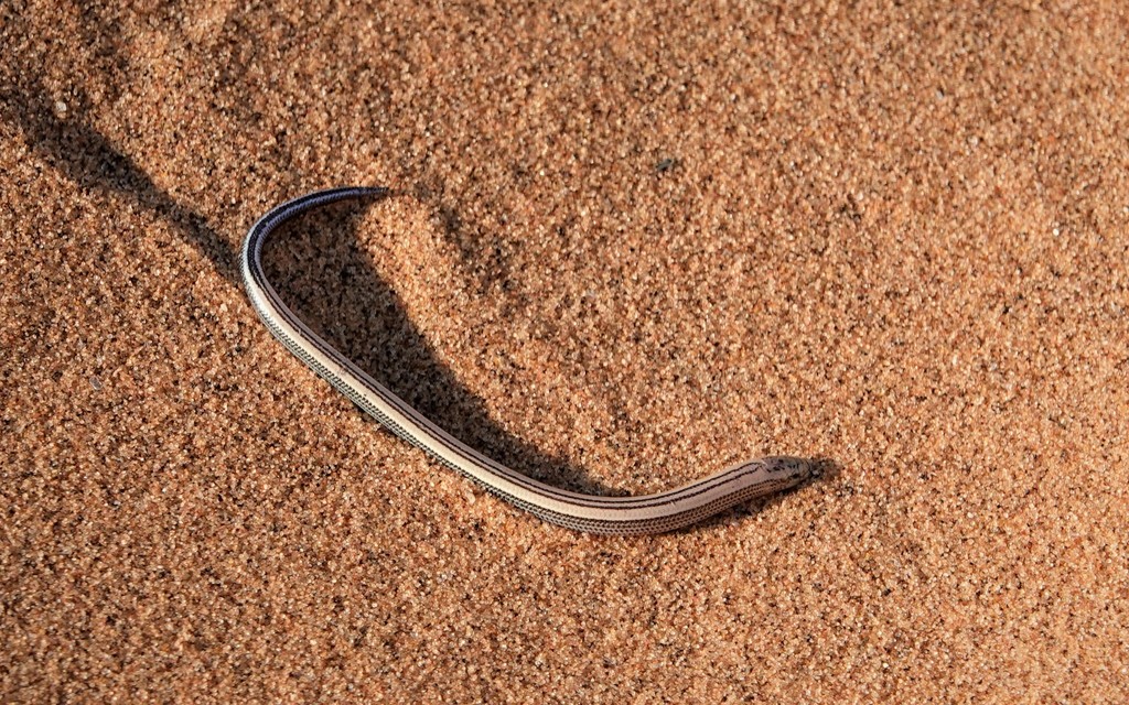 Short Blind Dart Skink