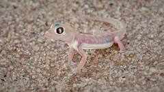 Pachydactylus rangei