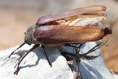 Erioderus candezei