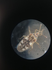 Monosteira unicostata