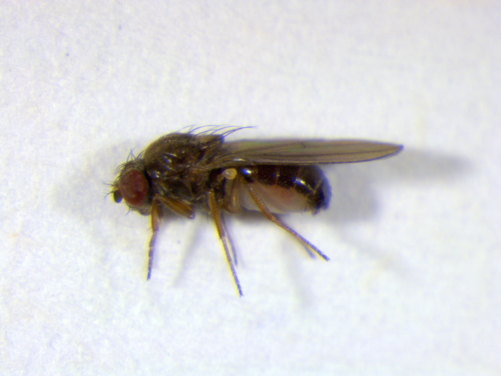 Drosophila obscura