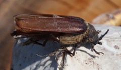 Erioderus candezei