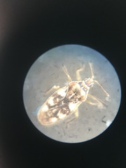Monosteira unicostata