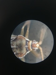 Monosteira unicostata