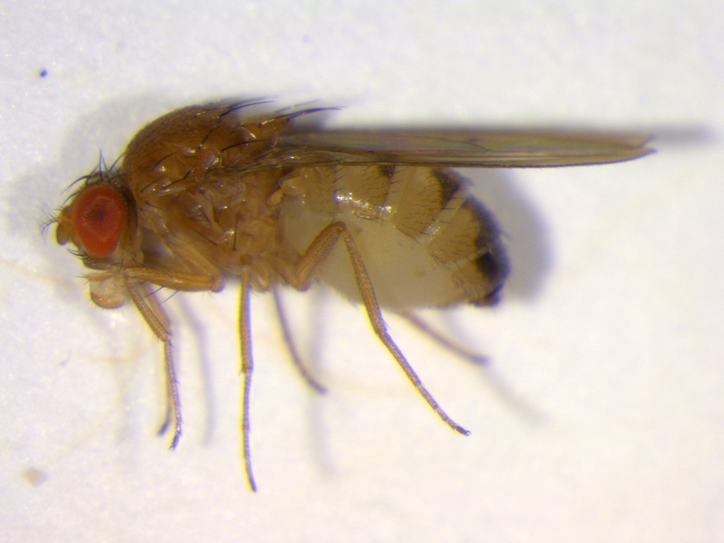 Drosophila histrio