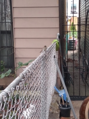 Passer domesticus
