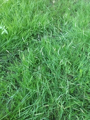 Alopecurus pratensis