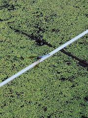 Pachydiplax longipennis