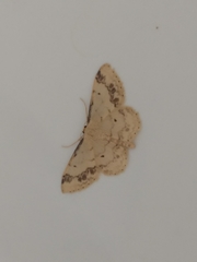Idaea trigeminata