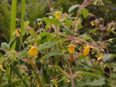 Calceolaria mexicana