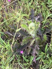 Cirsium pumilum