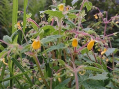 Calceolaria mexicana