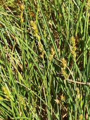 Carex muricata pairae