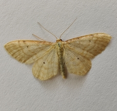 Idaea fuscovenosa