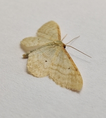 Idaea fuscovenosa