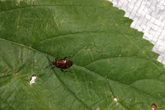 Deraeocoris brachialis