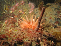 Cribrinopsis fernaldi