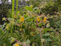 Calceolaria mexicana