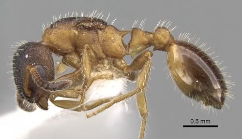 Leptothorax goesswaldiLeptothorax goesswaldi