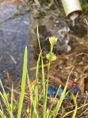 Juncus filipendulus