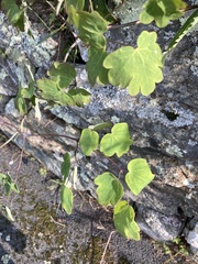Thalictrum thalictroides