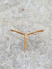 Stenoptilia pterodactyla
