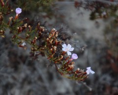 Limonium scabrum scabrum