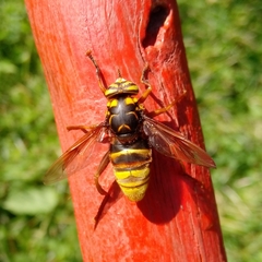 Spilomyia maxima